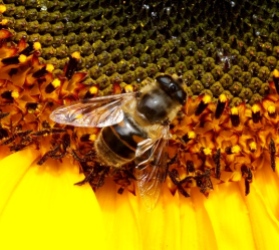 Local honey bee enjoying a sunflower