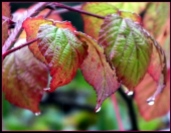 Rain dripping off an Autumn leaf